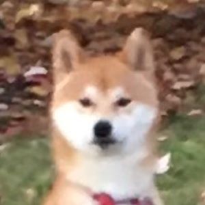 Meet your Posher, Ella